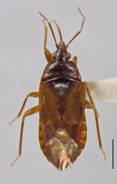 Lyctocoris